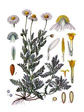Roman Chamomile