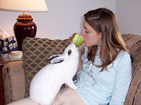 A rabbit sharing an apple with his owner.