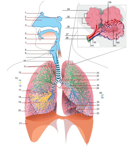 File:Respiratory system complete numbered.svg - New World Encyclopedia
