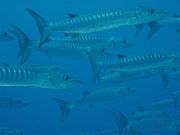 A school of sawtooth barracudas, Sphyraena putnamae in Bora Bora.