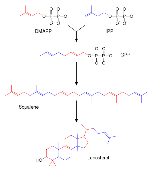 Image:Sterol synthesis.svg