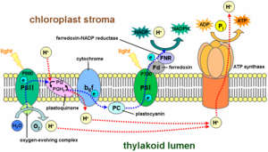 The light-dependent reactions of photosynthesis occur at the thylakoid membrane.