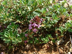 Wild thyme, Thymus serpyllum