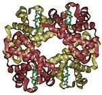 The quaternary structure of hemoglobin. The four subunits are shown in red and yellow; the iron-containing heme groups are in green.
