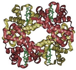 3-dimensional structure of hemoglobin. The four subunits are shown in red and yellow, and the heme groups in green.