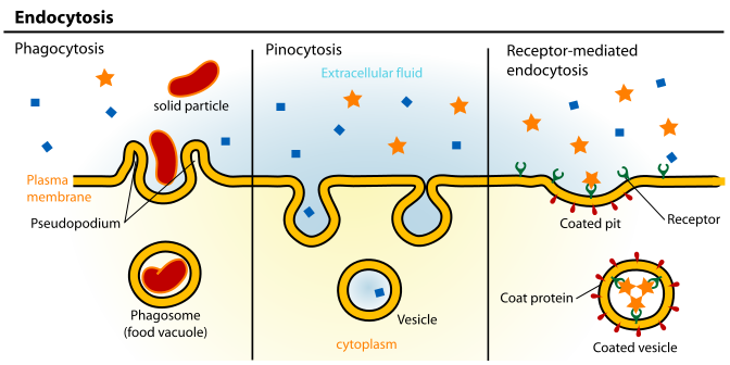 Image:Endocytosis types.svg