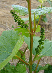 Flower buds of Vitis vinifera