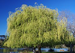 Weeping willow (Salix × sepulcralis) in Auckland, New Zealand