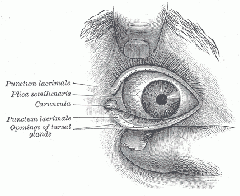 Eye