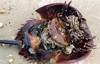 Underside of a female showing the legs and book gills.