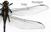 Wing structure of a dragonfly