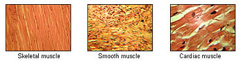 Types of muscle