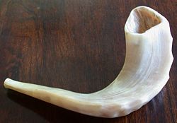Typical Ashkenazi shofar from a ram's horn