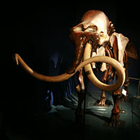 Skeleton