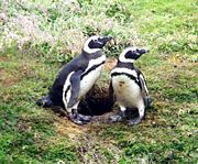 Magellanic penguins (Spheniscus magellanicus) guarding nest burrow. The closed neck collar denotes this species.