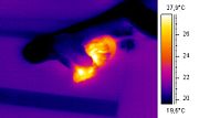 thermographic image: a coldblooded snake is eating a warmblooded mouse