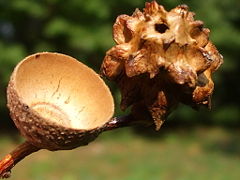 Empty acorn shell