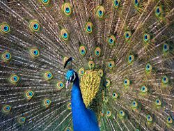 Close-up of a male Indian peafowl's plumage