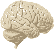 A drawing of the human brain.