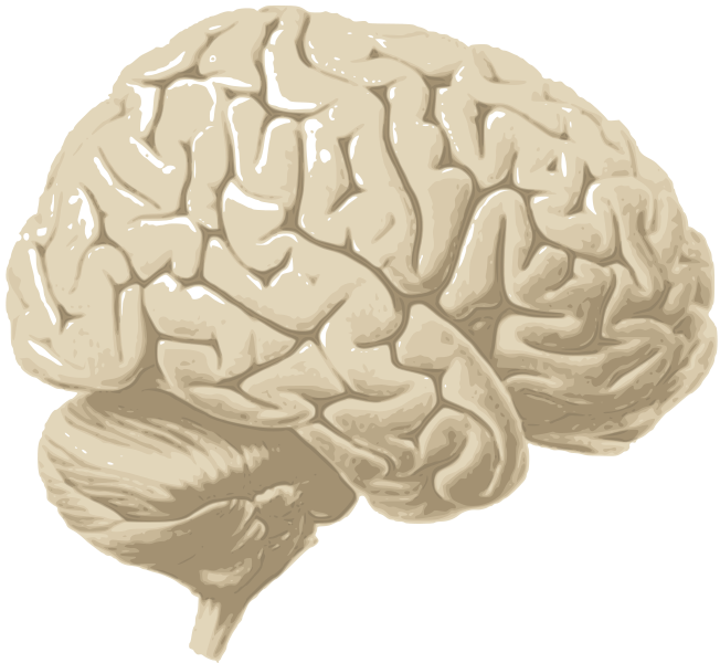 human brain anatomy. Anatomy of Human Brain