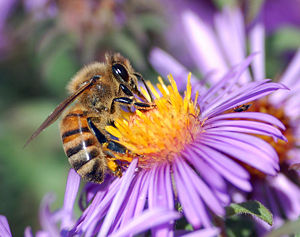 A Western honey bee extracts nectar from an Aster flower using its proboscis. Tiny hairs covering the bee's body maintain a slight electrostatic charge, causing pollen from the flower's anthers to stick to the bee, allowing for pollination when the bee moves on to another flower.