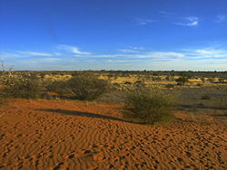 Kalahari in Botswana