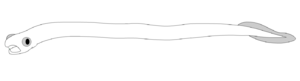 Idealized body plan of the Agnatha.
