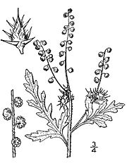 Flatspine burr ragweedAmbrosia acanthicarpa