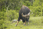 Gaur, Bos gaurus, one of the largest bovids.