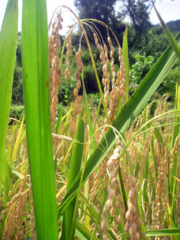 Rice in Ifugao ready to be harvested.