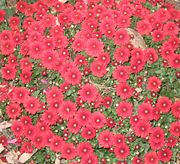 Cultivated chrysanthemums can be yellow, white, or even bright red, such as these.