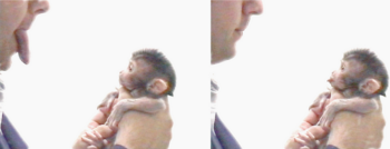 A newborn macaque imitates tongue protrusion.