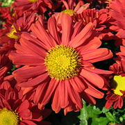 A red chrysanthemum
