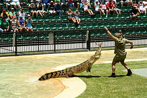 Irwin feeding a crocodile at Australia Zoo.