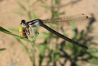 Common blue damselfly eating a leafhopper