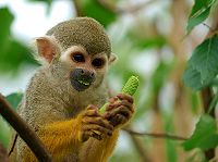 Common Squirrel Monkey, Saimiri sciureus