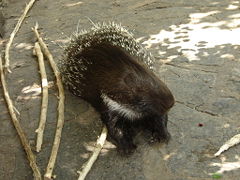 Old world porcupine