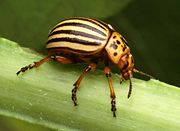 Colorado potato beetle, Leptinotarsa decemlineata, a leaf beetle
