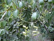 Wild bitter yam vines