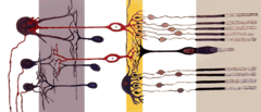 Cone cell - Cross section of the retina. In the right half of the drawing, a single cone cell in the center is surrounded by rod cells above and below it.