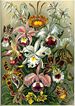 Color plate from Ernst Haeckel's Kunstformen der Natur of 1899