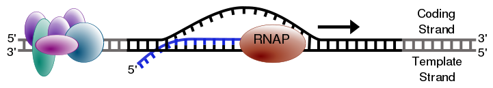 Image:Simple transcription elongation1.svg