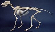 Dog skeleton.