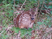 Roe deer fawn 2-3 weeks old.