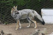 Gray fox