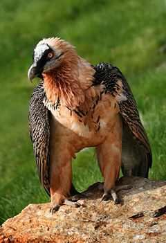 Lammergeier (Gypaetus barbatus)