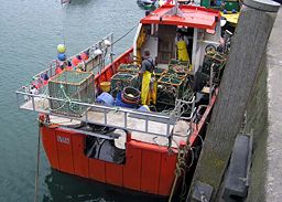 A lobster boat unloading its catch in Ilfracombe harbor, North Devon, England.