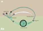 Gametic life cycle