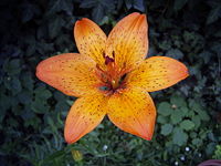 Flora Lilium bulbiferum ssp. croceum