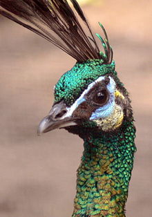 A green peahen's head
